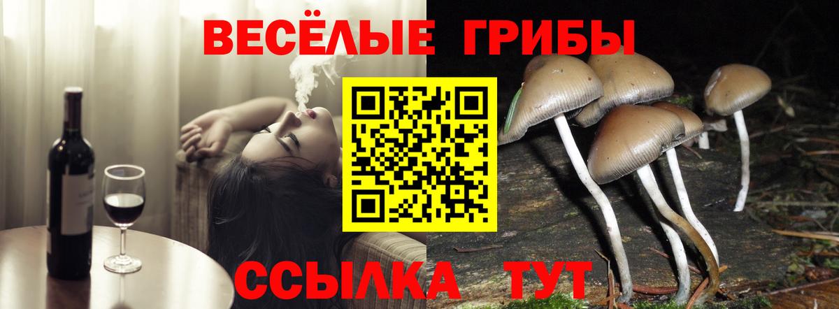 Псилоцибиновые грибы Psilocybine cubensis Полевской